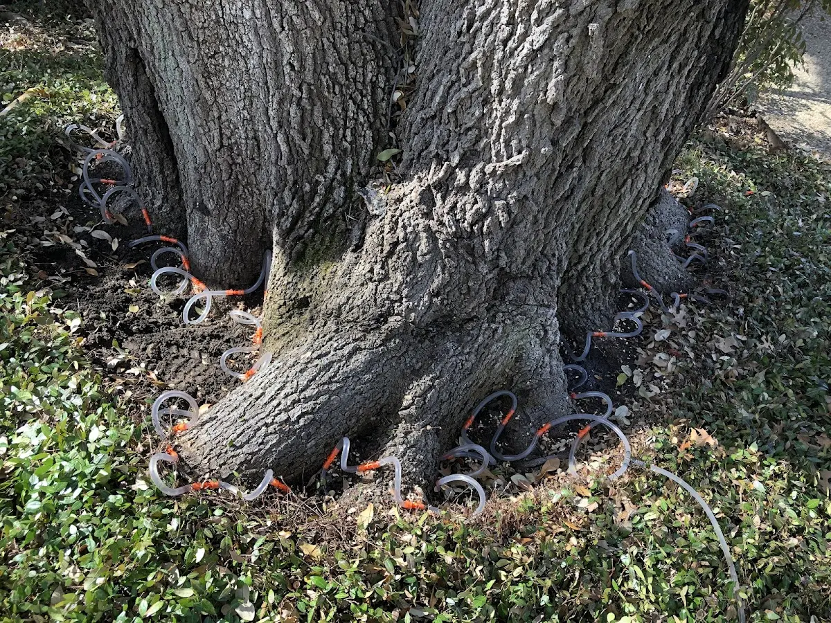 Detailed Tree Cabling and Bracing job site in Scott City